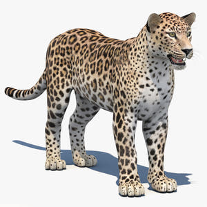 Realistic Persian Leopard 3D Model for Download Thumbnail