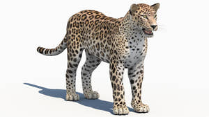Realistic Persian Leopard 3D Model for Download Thumbnail