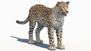 Realistic Persian Leopard 3D Model for Download Thumbnail