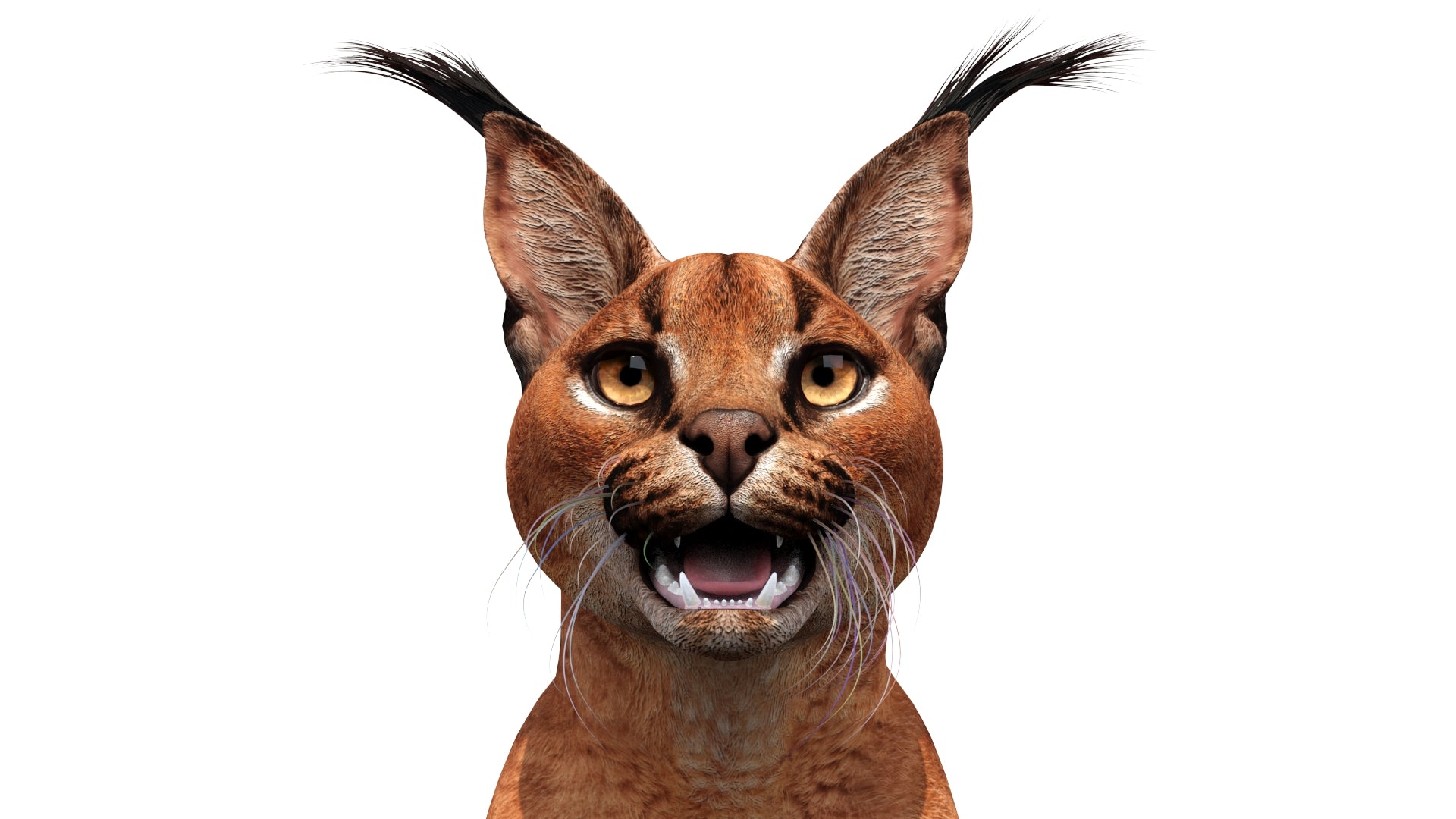 Photorealistic Caracal 3D Model Head Close Up View 