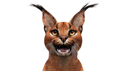 Photorealistic Caracal 3D Model Head Close Up View 