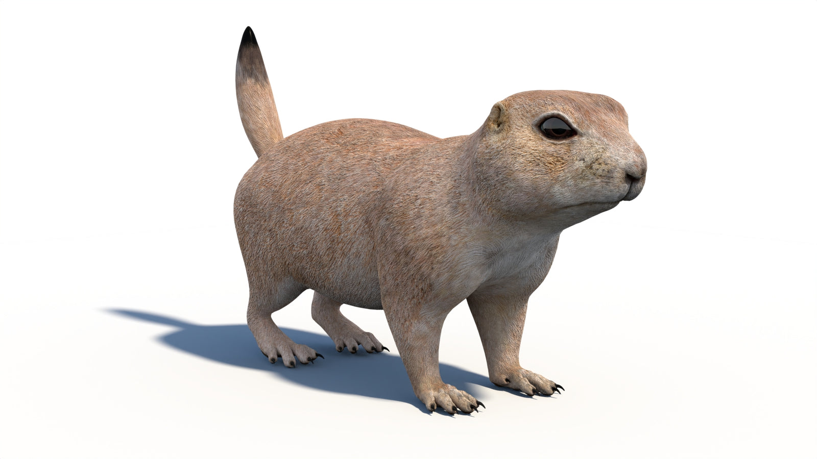 Animated Prairie Dog 3D Model 360° view 1 frame 7