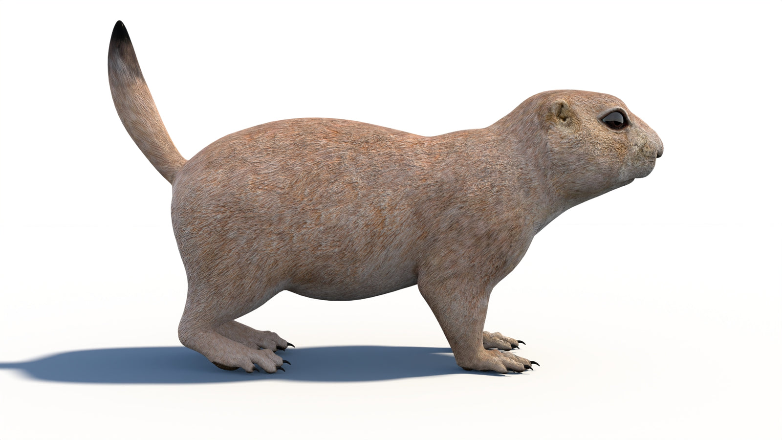 Animated Prairie Dog 3D Model 360° view 1 frame 12
