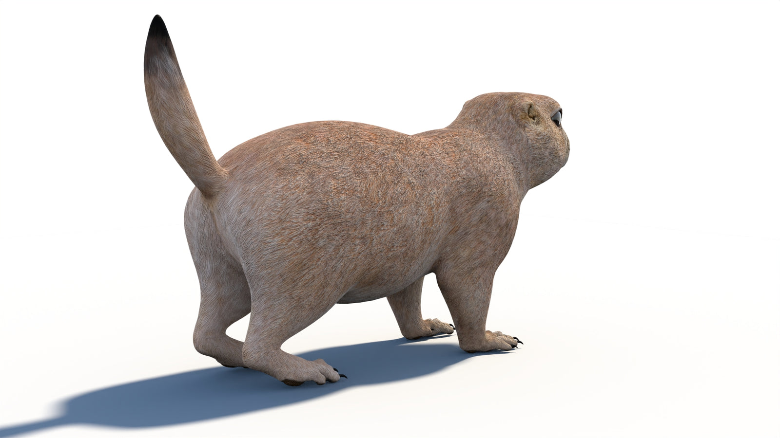 Animated Prairie Dog 3D Model 360° view 1 frame 16