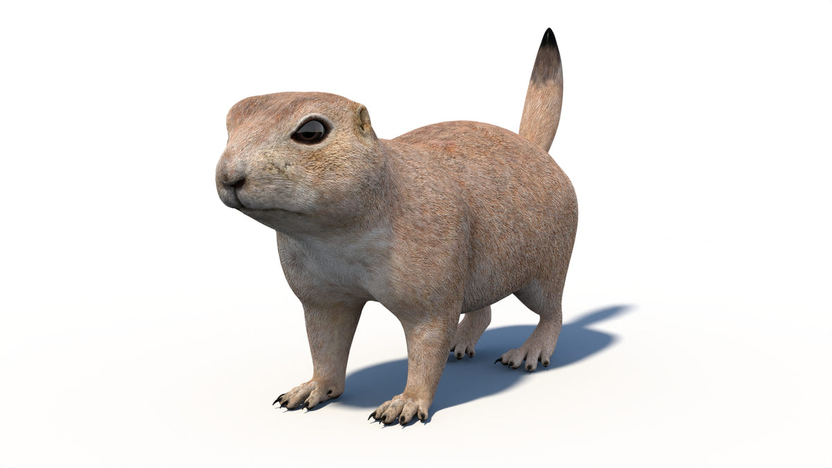 Animated Prairie Dog 3D Model - 360 Degree View