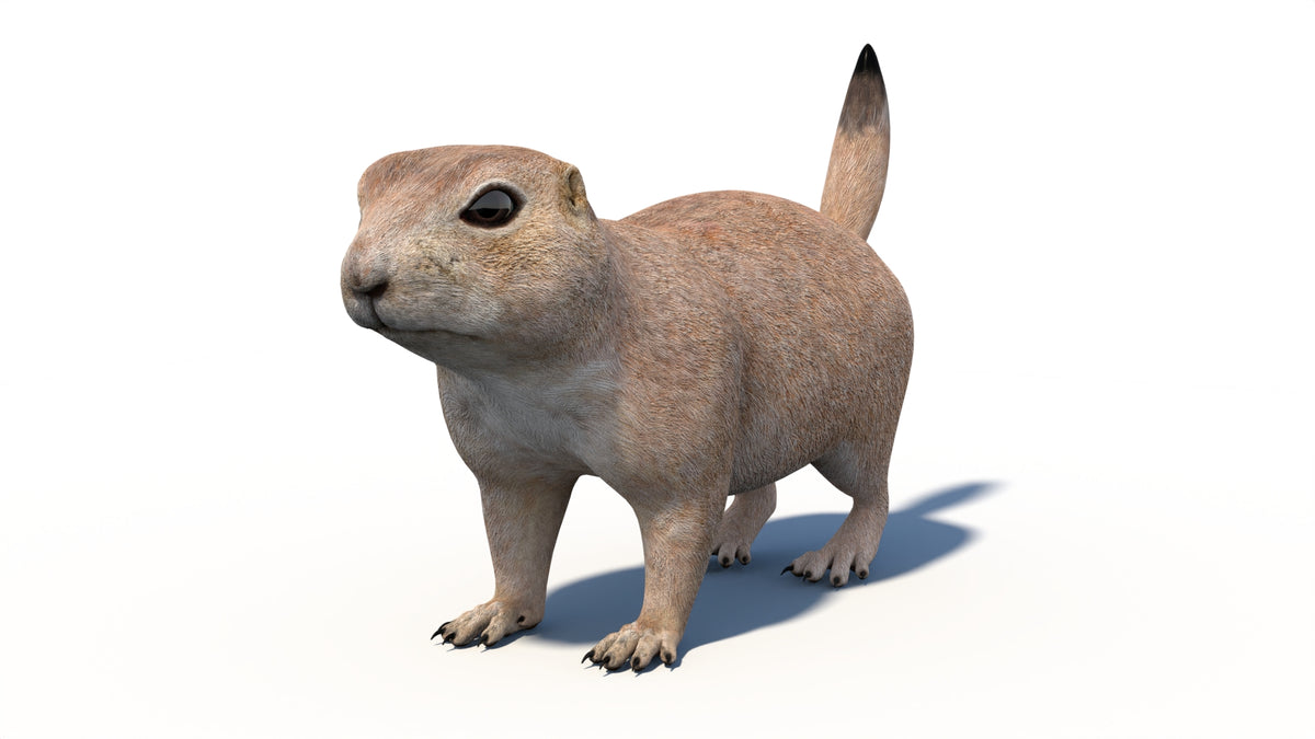 Animated Prairie Dog 3D Model - 360 Degree View