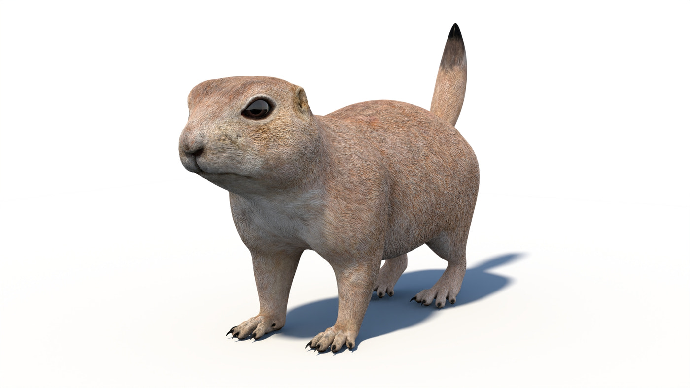 Animated Prairie Dog 3D Model - 360 Degree View