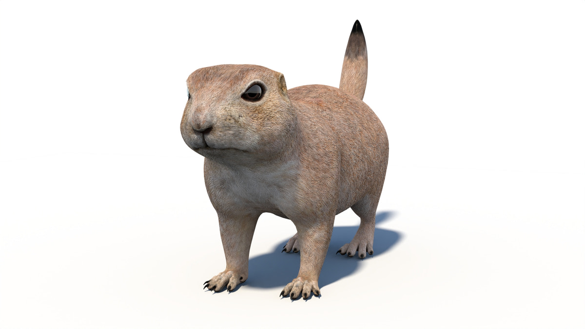 Rigged Prairie Dog 3D Model - 360 Degree View