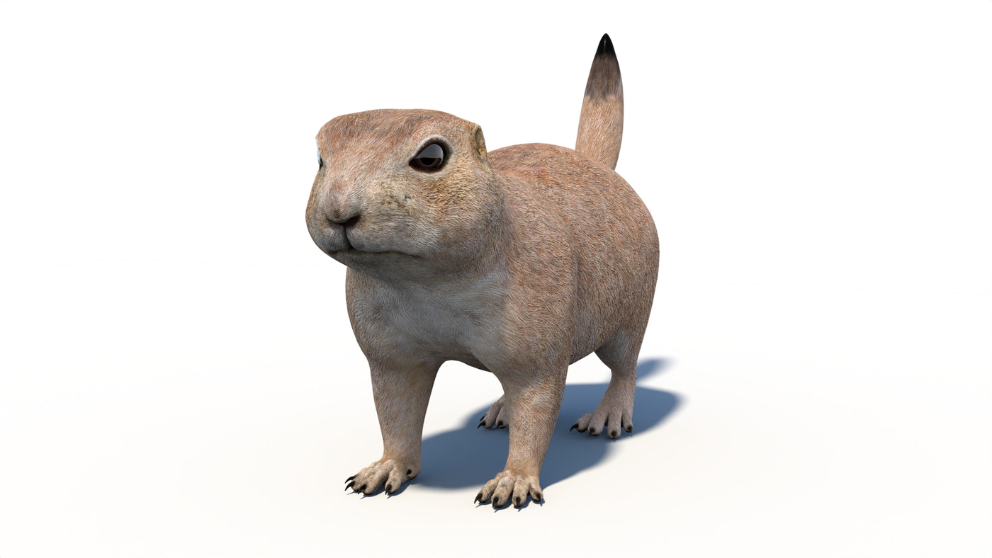 Prairie Dog 3D Model - 360 Degree View