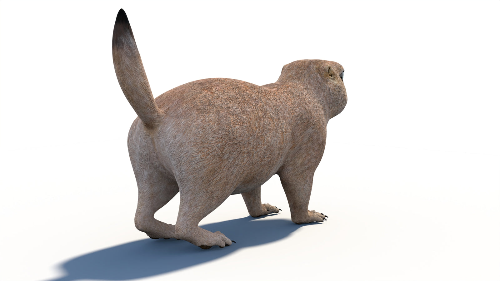 プレーリードッグの3Dモデル 360° view 1 frame 17