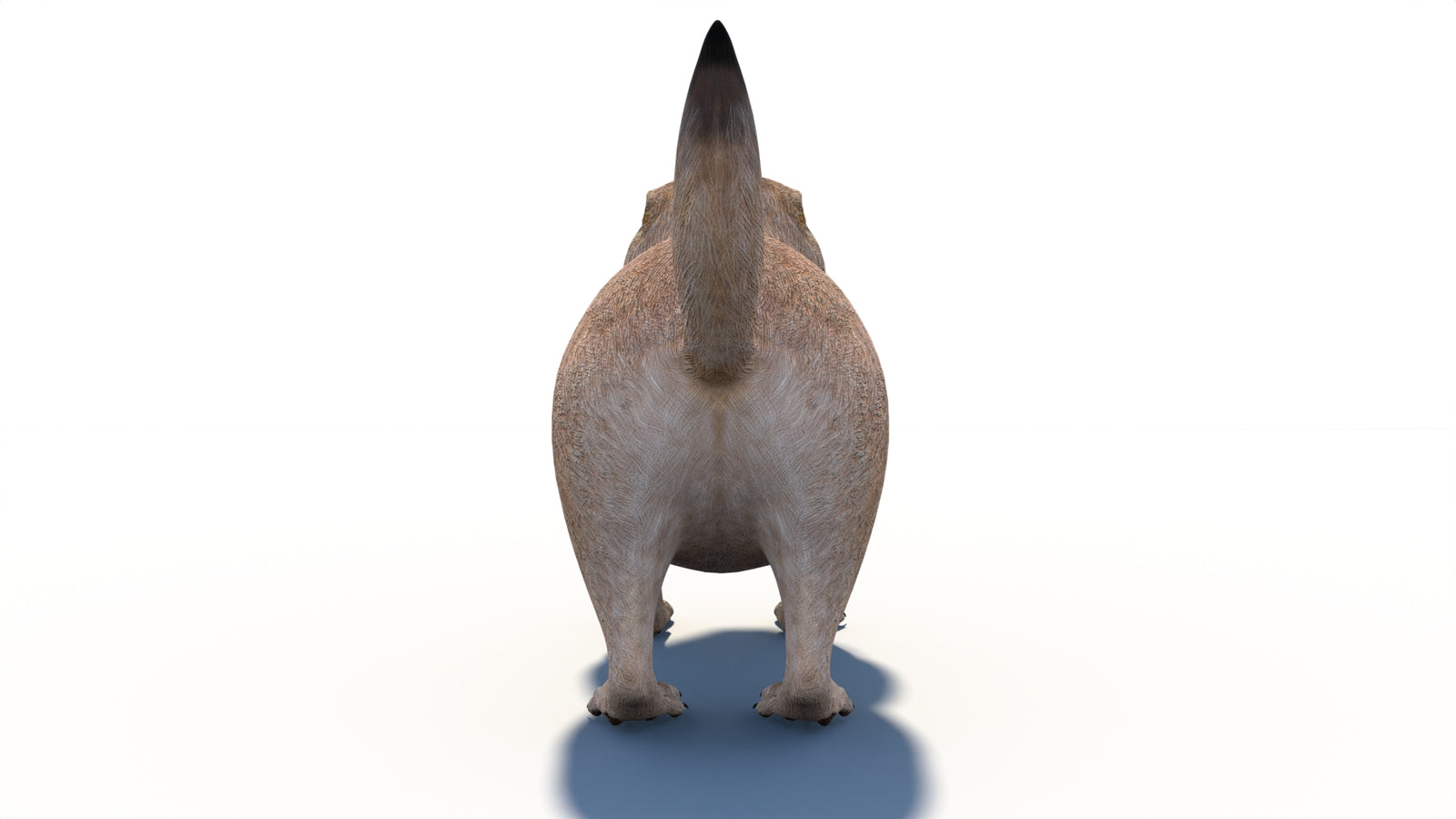 プレーリードッグの3Dモデル 360° view 1 frame 21