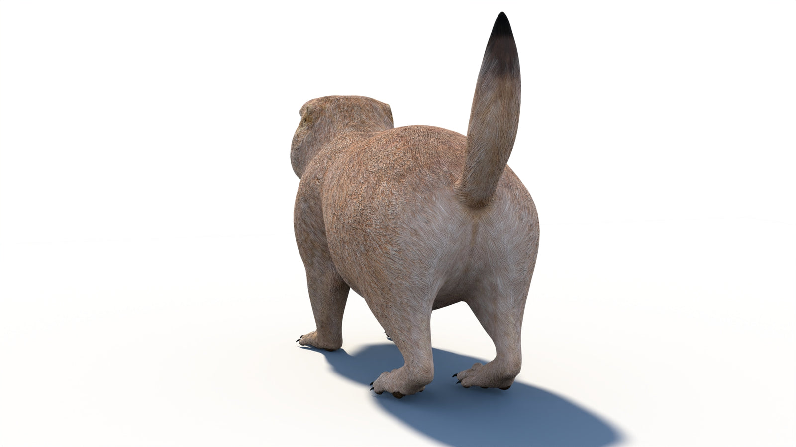 プレーリードッグの3Dモデル 360° view 1 frame 23