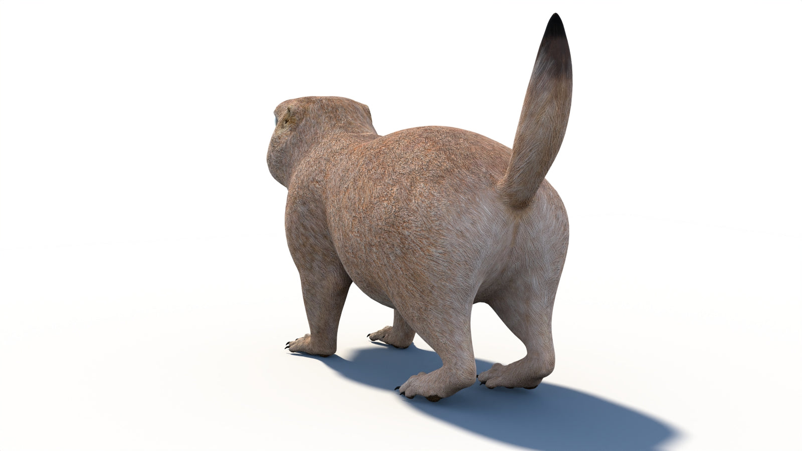 プレーリードッグの3Dモデル 360° view 1 frame 24