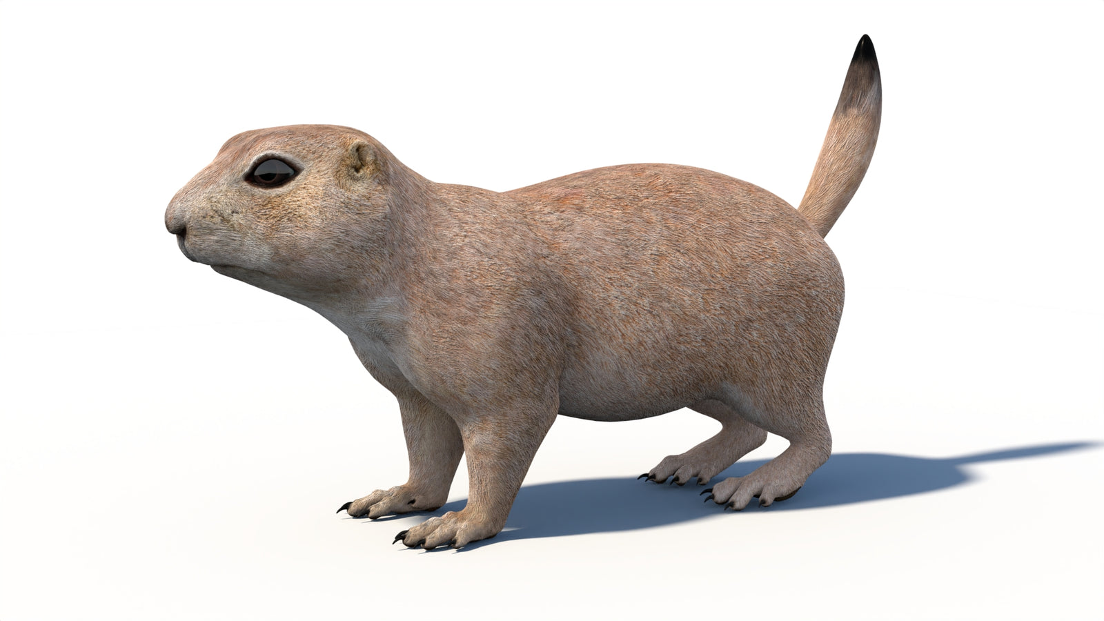 プレーリードッグの3Dモデル 360° view 1 frame 33