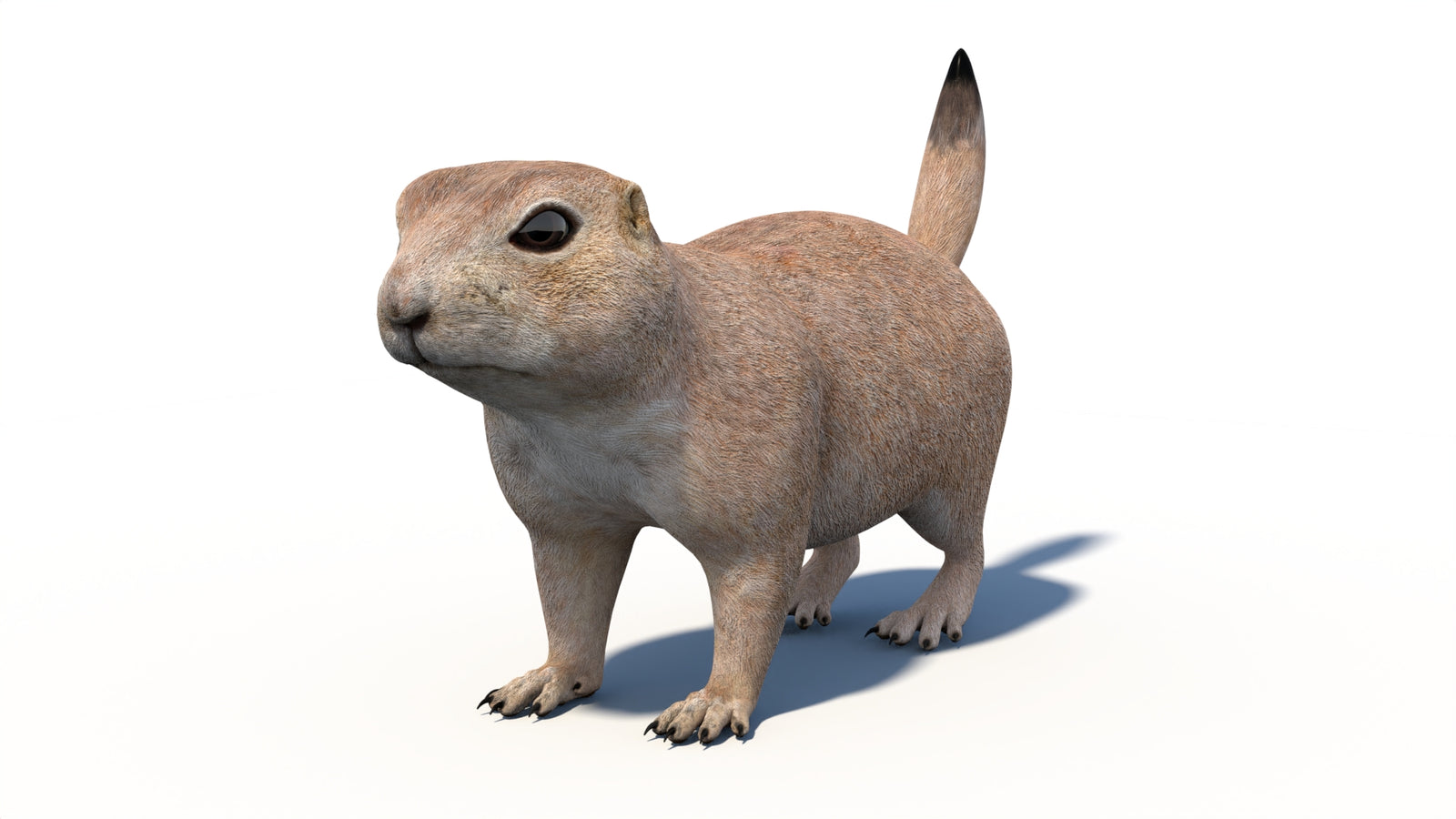 プレーリードッグの3Dモデル 360° view 1 frame 36