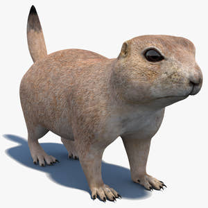 Prairie Dog 3D Model Thumbnail