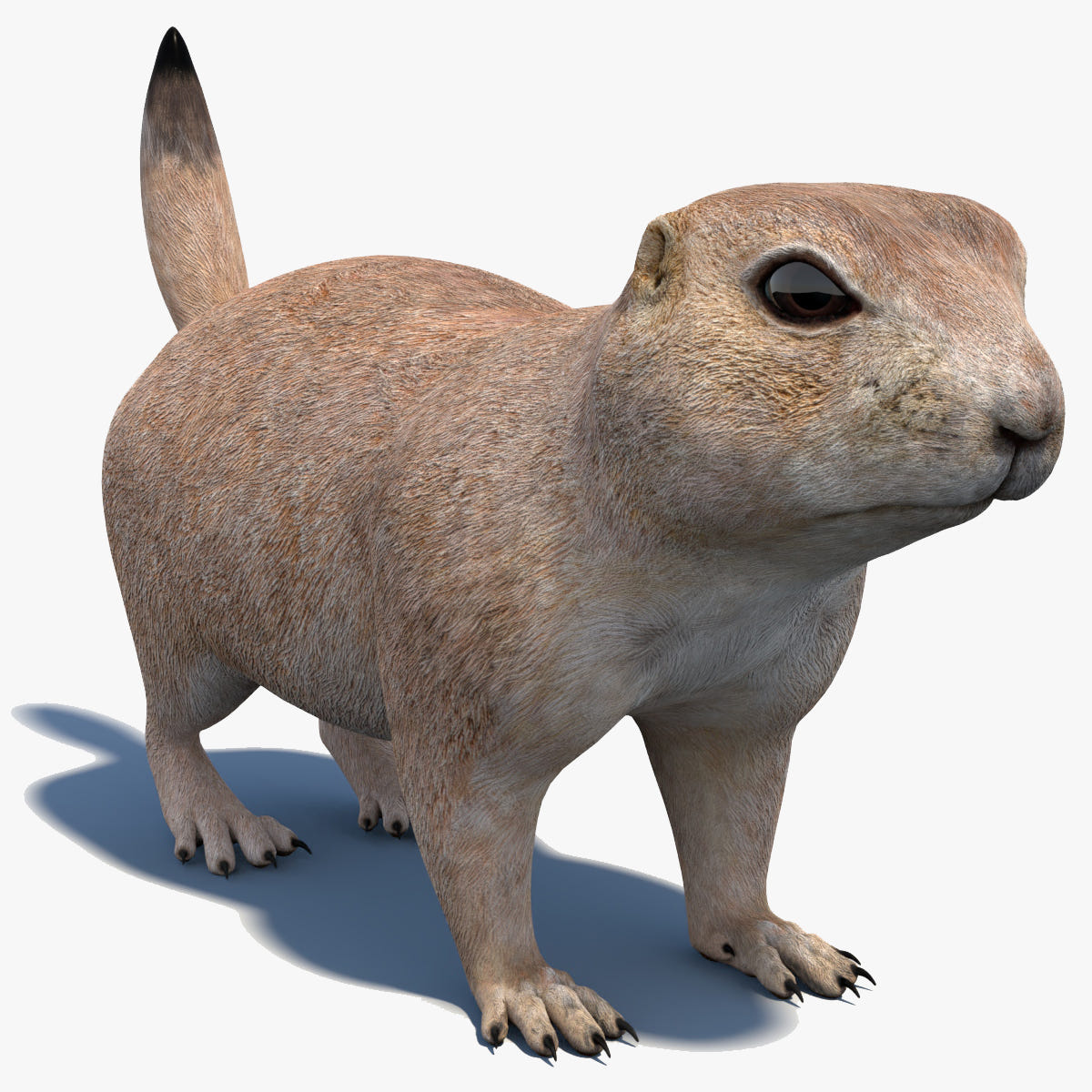 Game-Ready Prairie Dog 3D Model