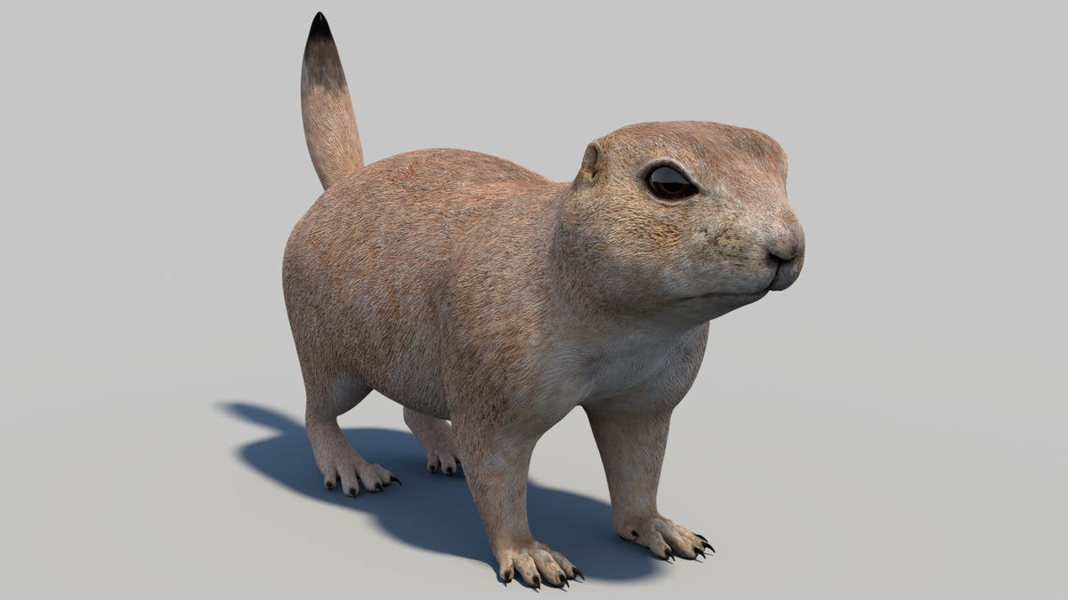 Game-Ready Prairie Dog 3D Model