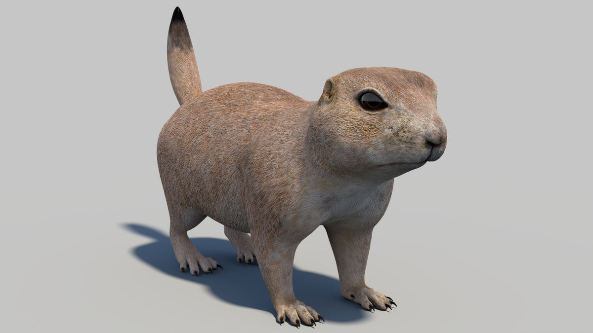 Game-Ready Prairie Dog 3D Model