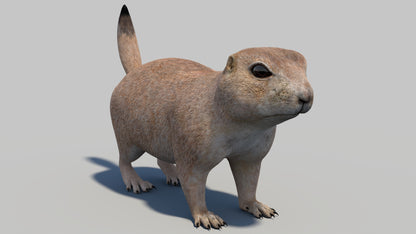 Prairie Dog 3D Model