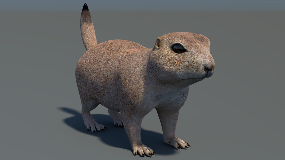 Game-Ready Prairie Dog 3D Model