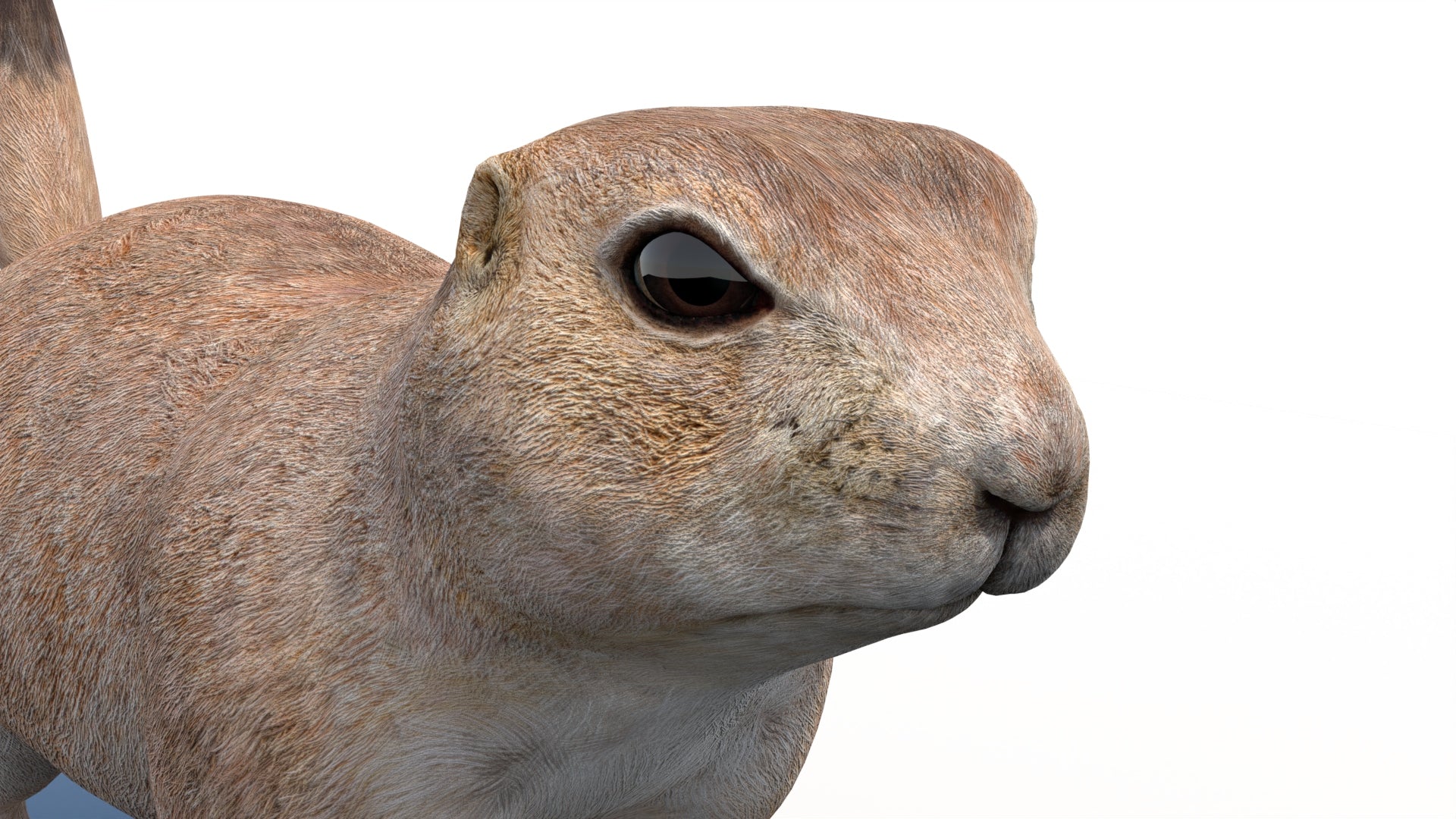Prairie Dog 3D Model