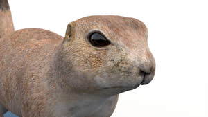 Prairie Dog 3D Model Thumbnail