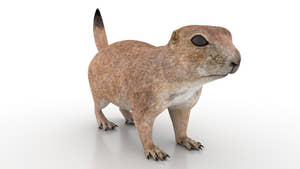 Prairie Dog 3D Model Thumbnail
