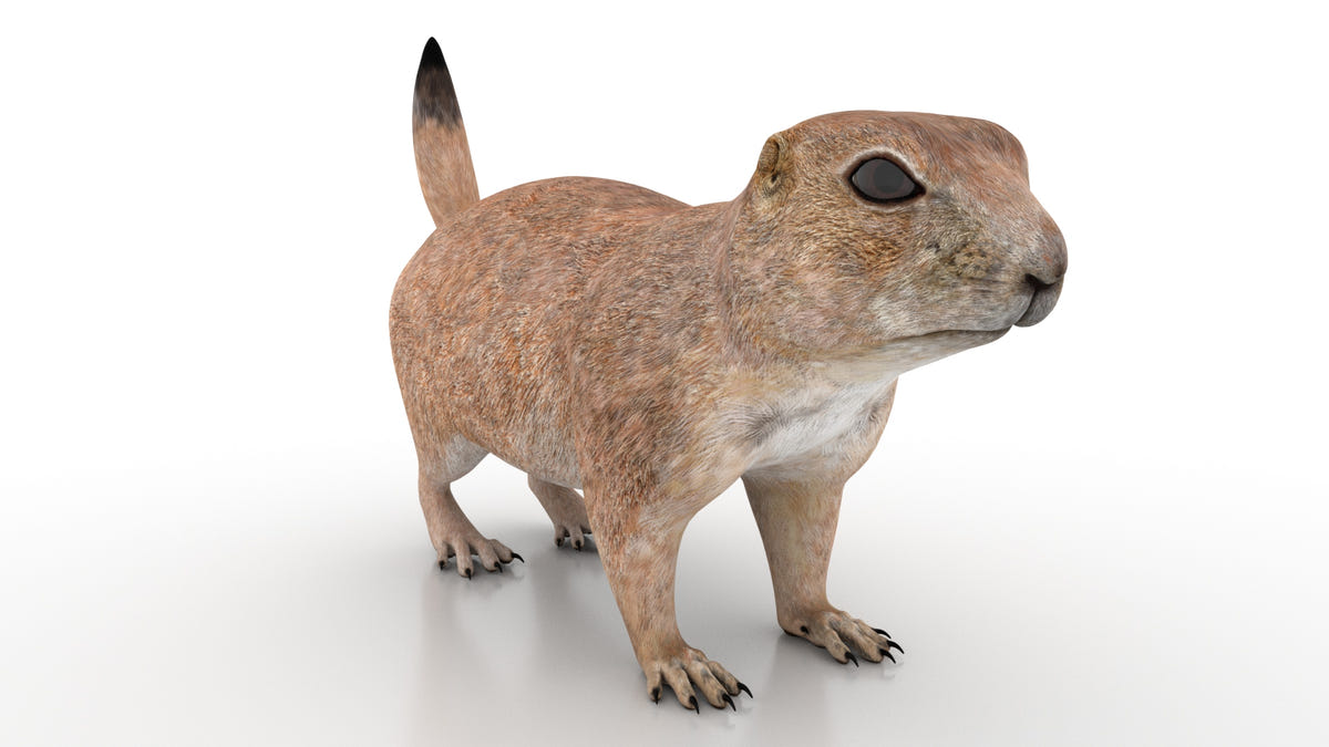 Game-Ready Prairie Dog 3D Model