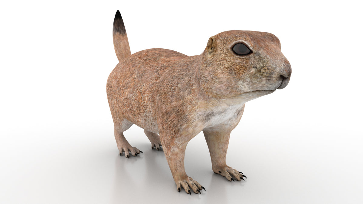 Game-Ready Prairie Dog 3D Model