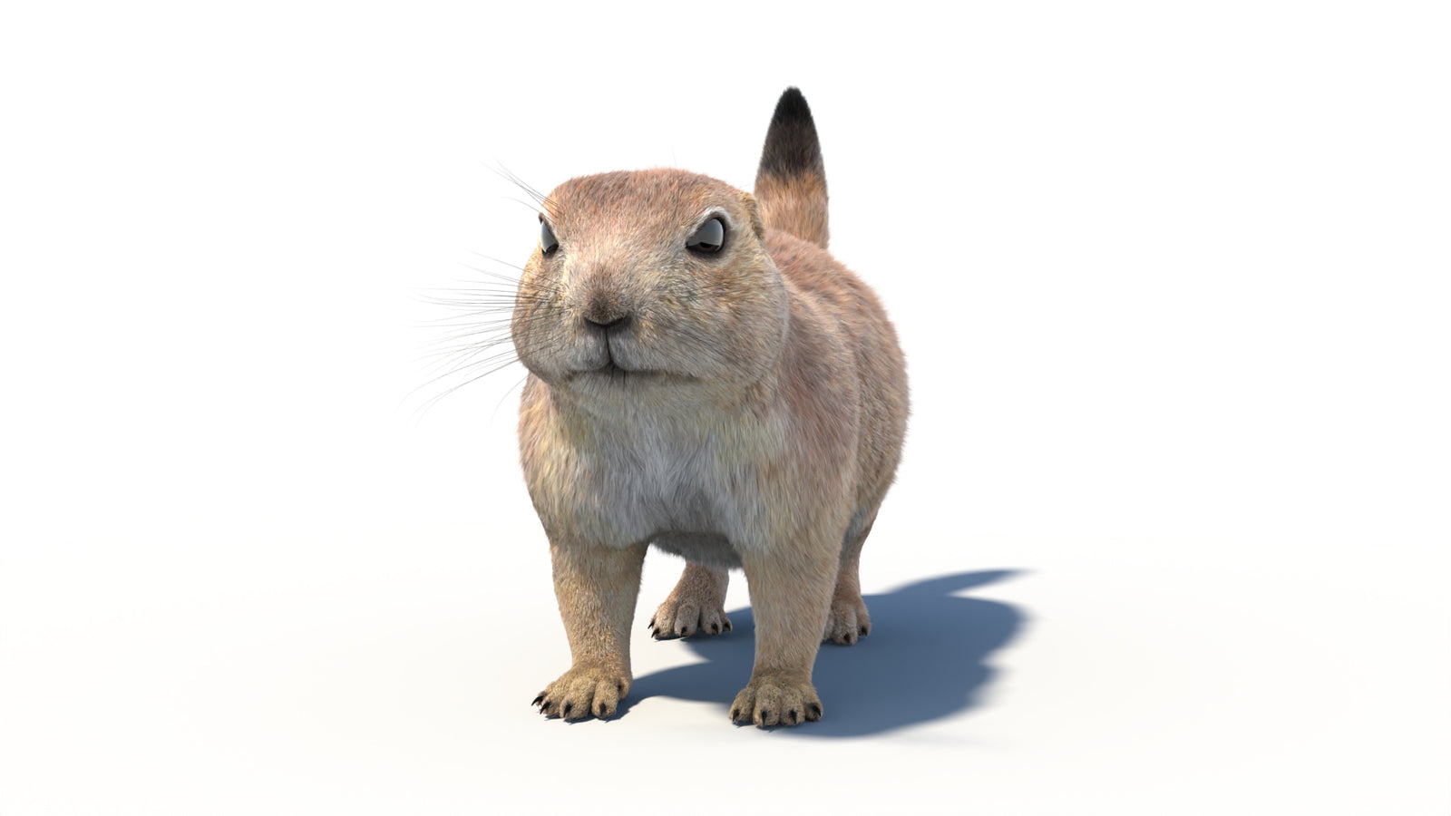 Prairie Dog 3D Model with Fur 360° view 1 frame 2