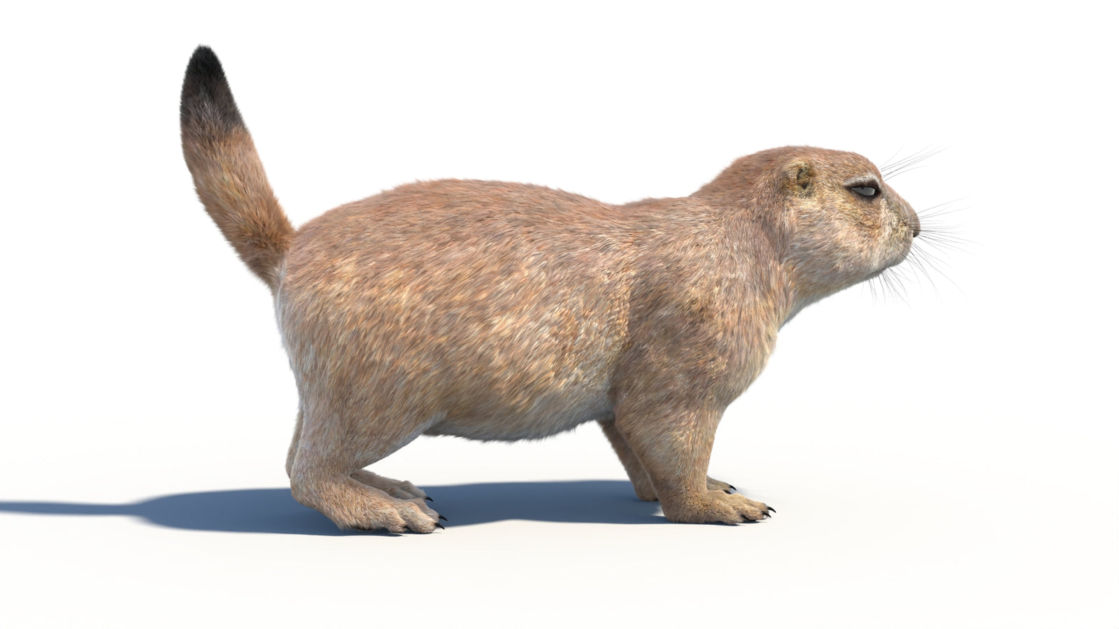 Prairie Dog 3D Model with Fur 360° view 1 frame 13