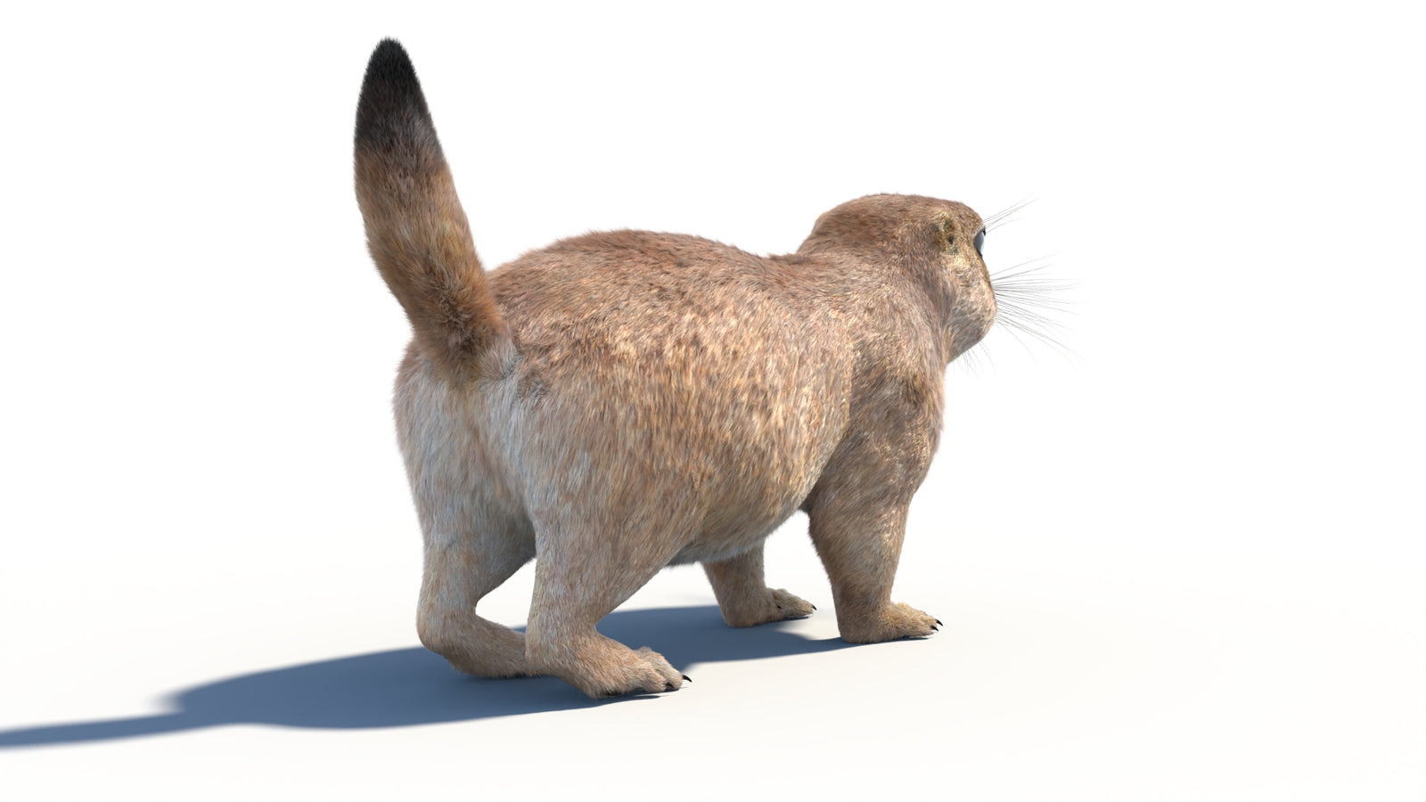 Prairie Dog 3D Model with Fur 360° view 1 frame 17