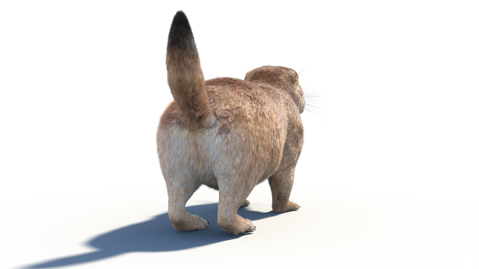 Prairie Dog 3D Model with Fur 360° view 1 frame 19