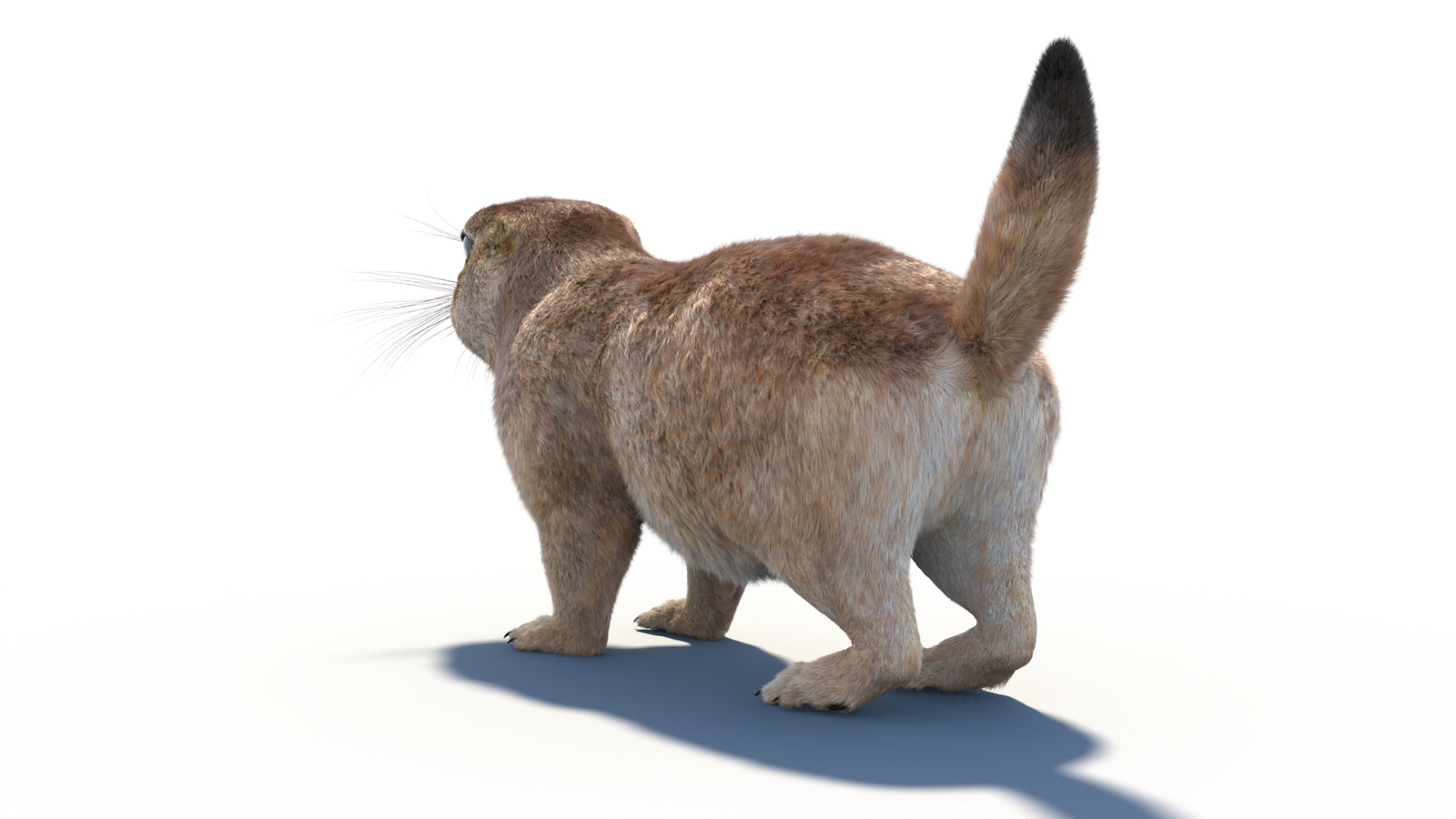 Prairie Dog 3D Model with Fur 360° view 1 frame 25
