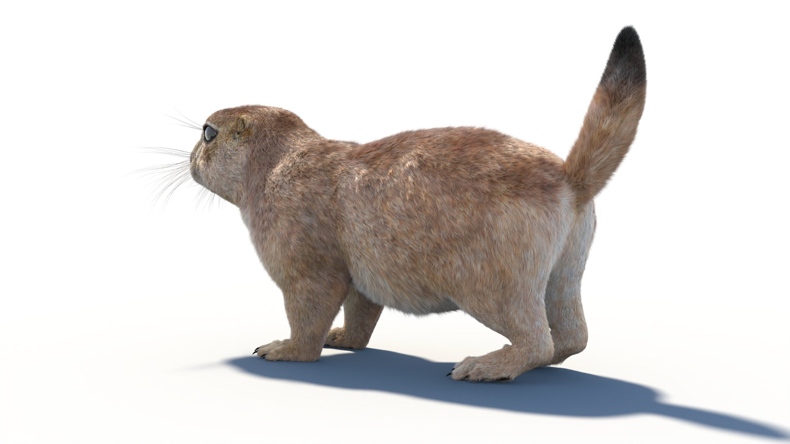 Prairie Dog 3D Model with Fur 360° view 1 frame 27