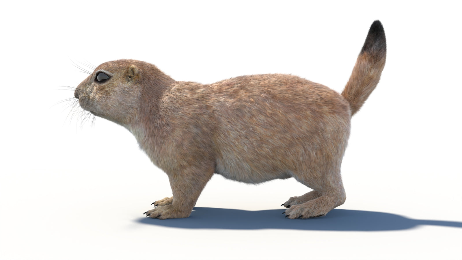 Prairie Dog 3D Model with Fur 360° view 1 frame 30