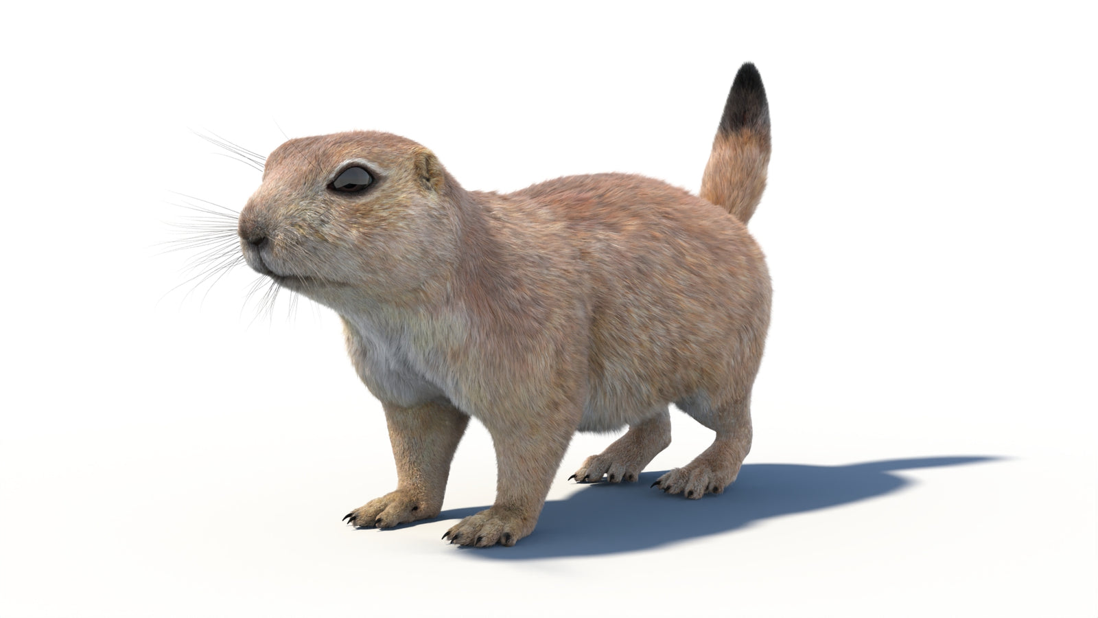 Prairie Dog 3D Model with Fur 360° view 1 frame 35