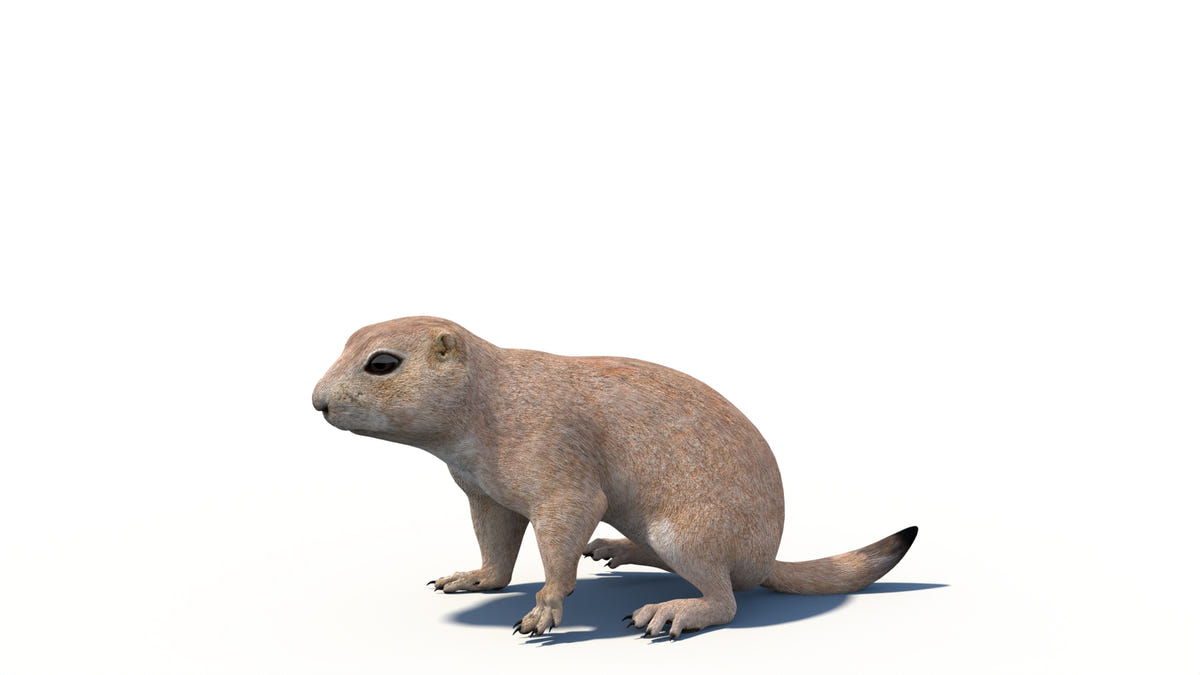 Animated Prairie Dog 3D Model - 360 Degree View