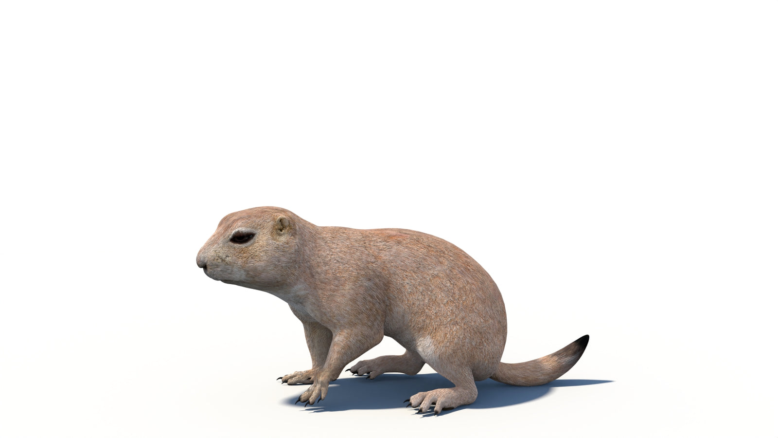 Animated Prairie Dog 3D Model 360° view 6 frame 3
