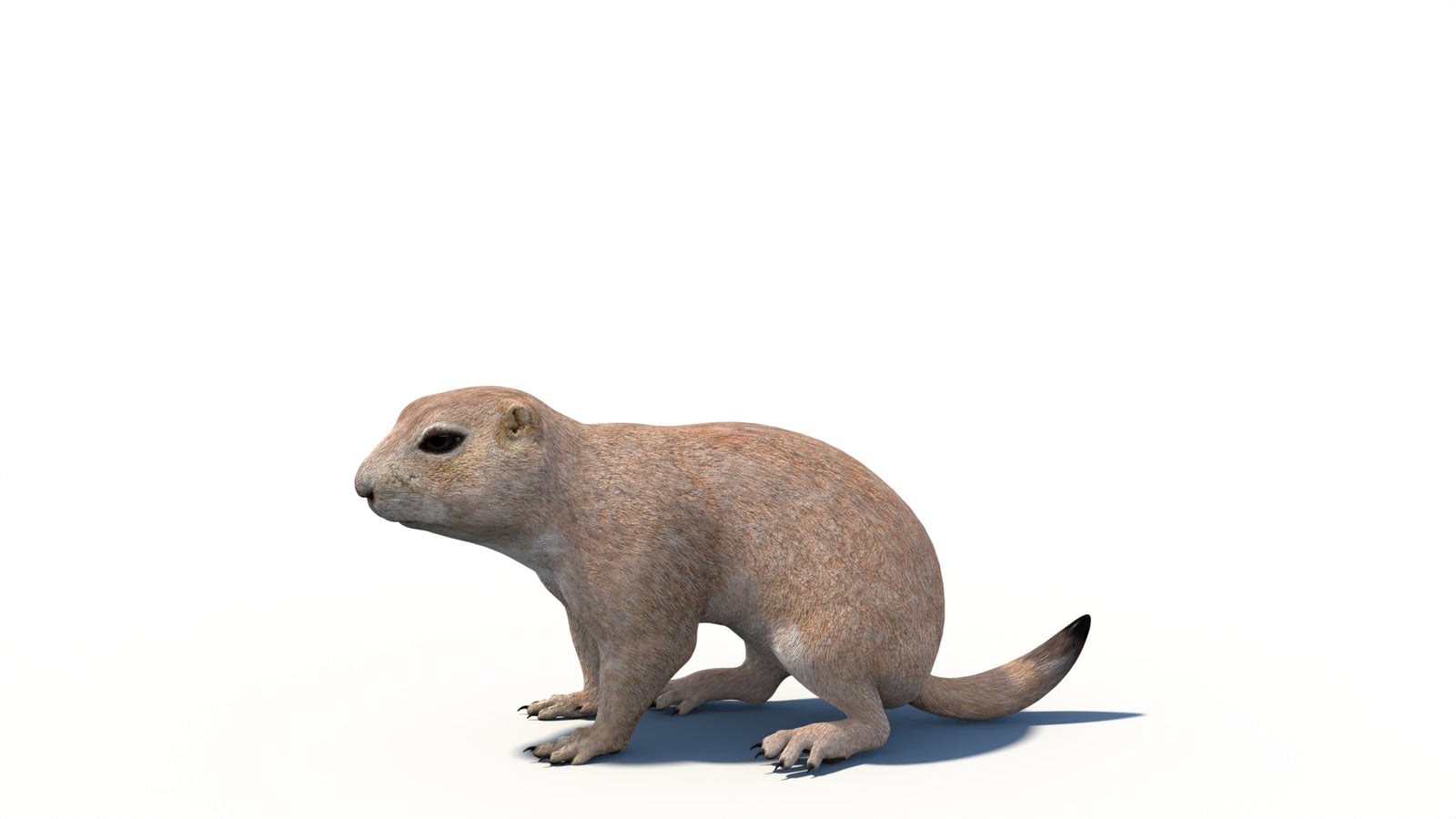 Animated Prairie Dog 3D Model 360° view 6 frame 5