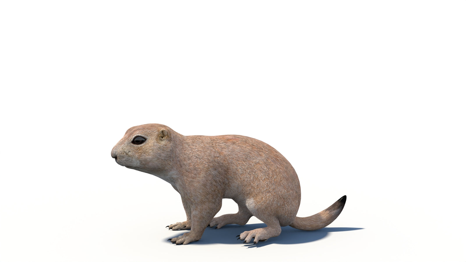 Animated Prairie Dog 3D Model 360° view 6 frame 6