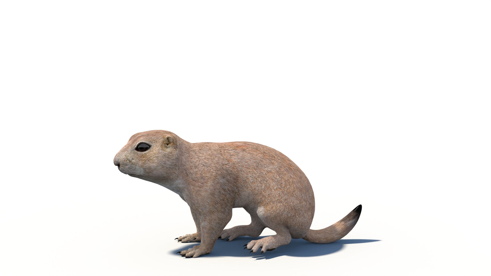 Animated Prairie Dog 3D Model 360° view 6 frame 7
