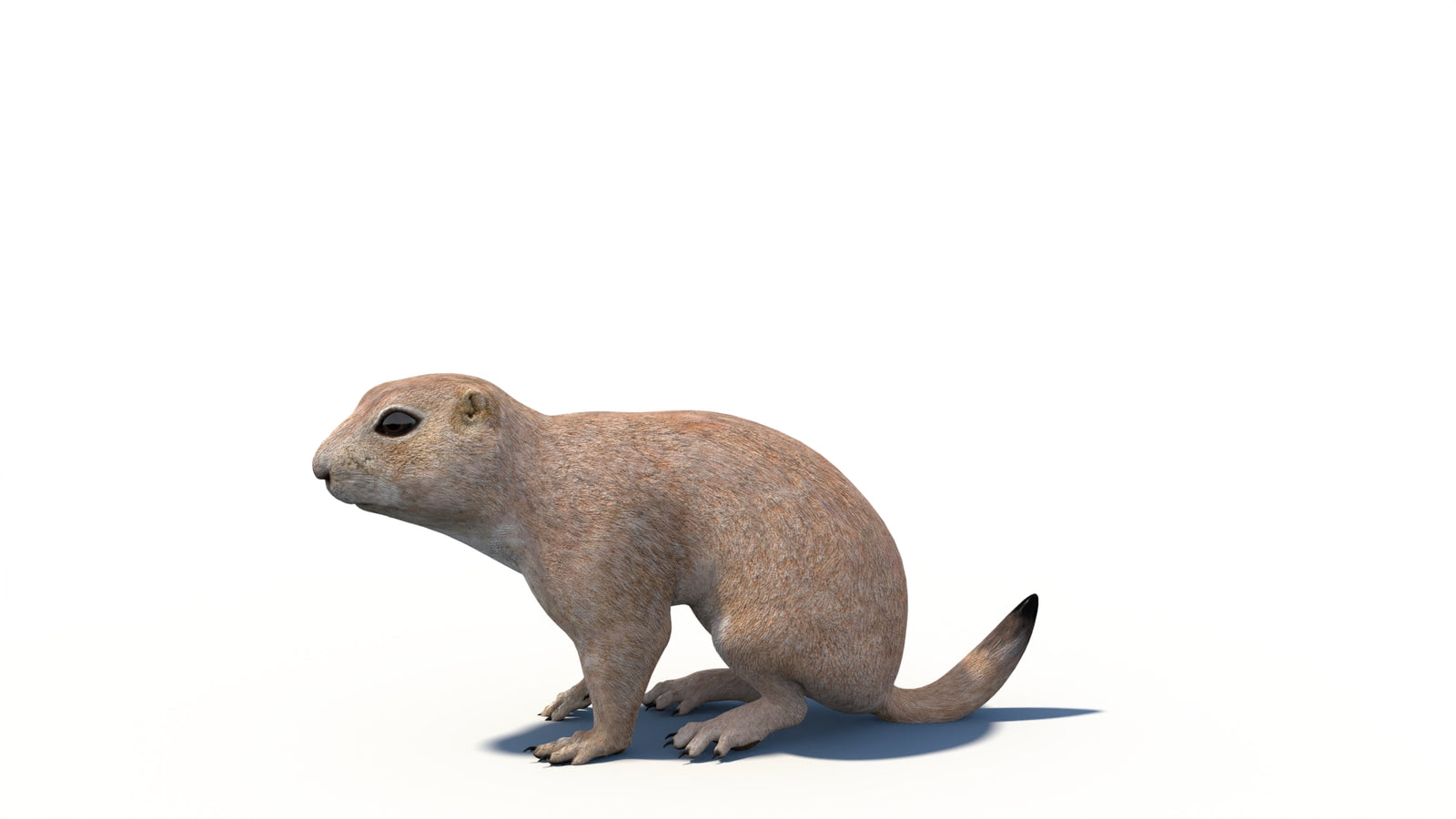 Animated Prairie Dog 3D Model 360° view 6 frame 12