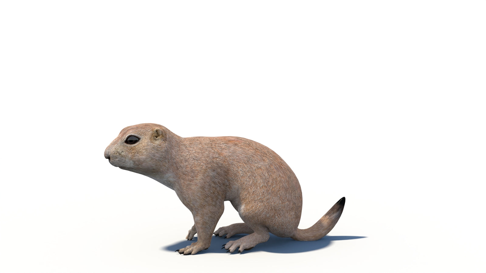 Animated Prairie Dog 3D Model 360° view 6 frame 13