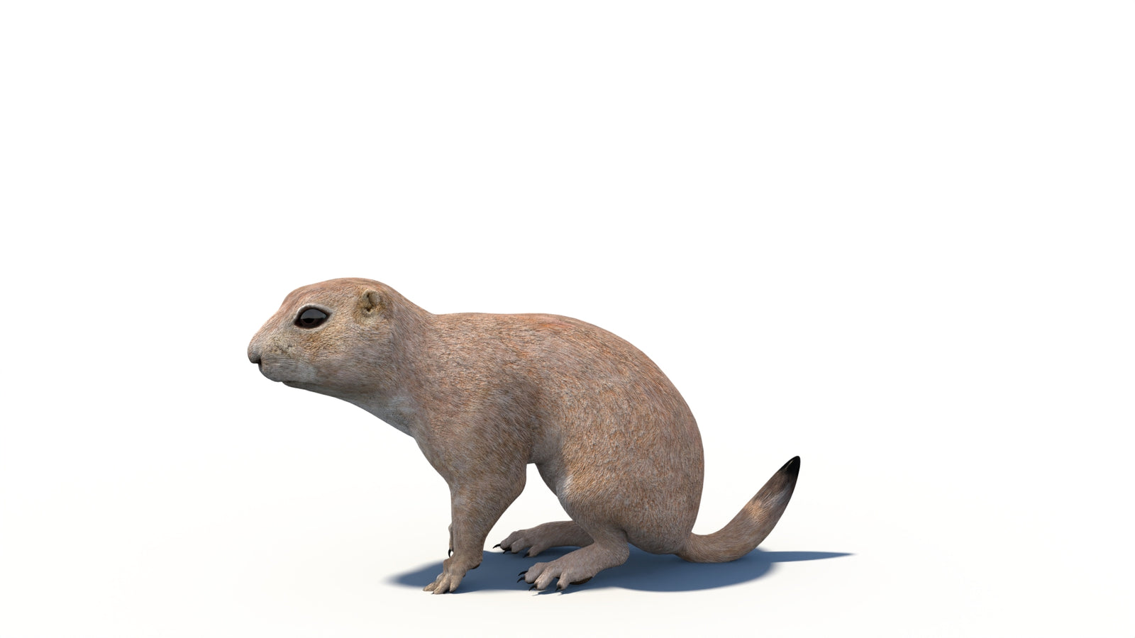 Animated Prairie Dog 3D Model 360° view 6 frame 15