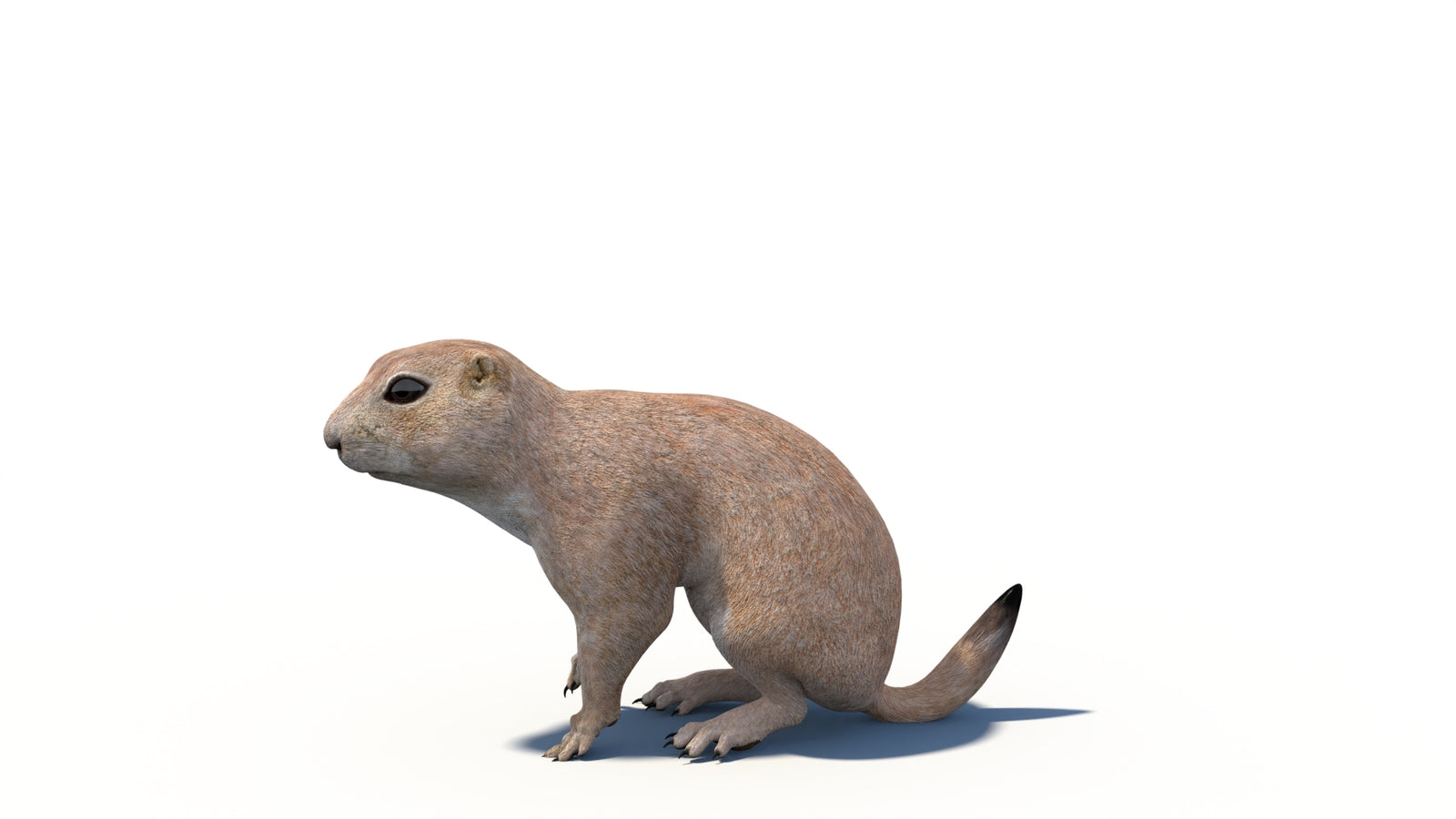 Animated Prairie Dog 3D Model 360° view 6 frame 16