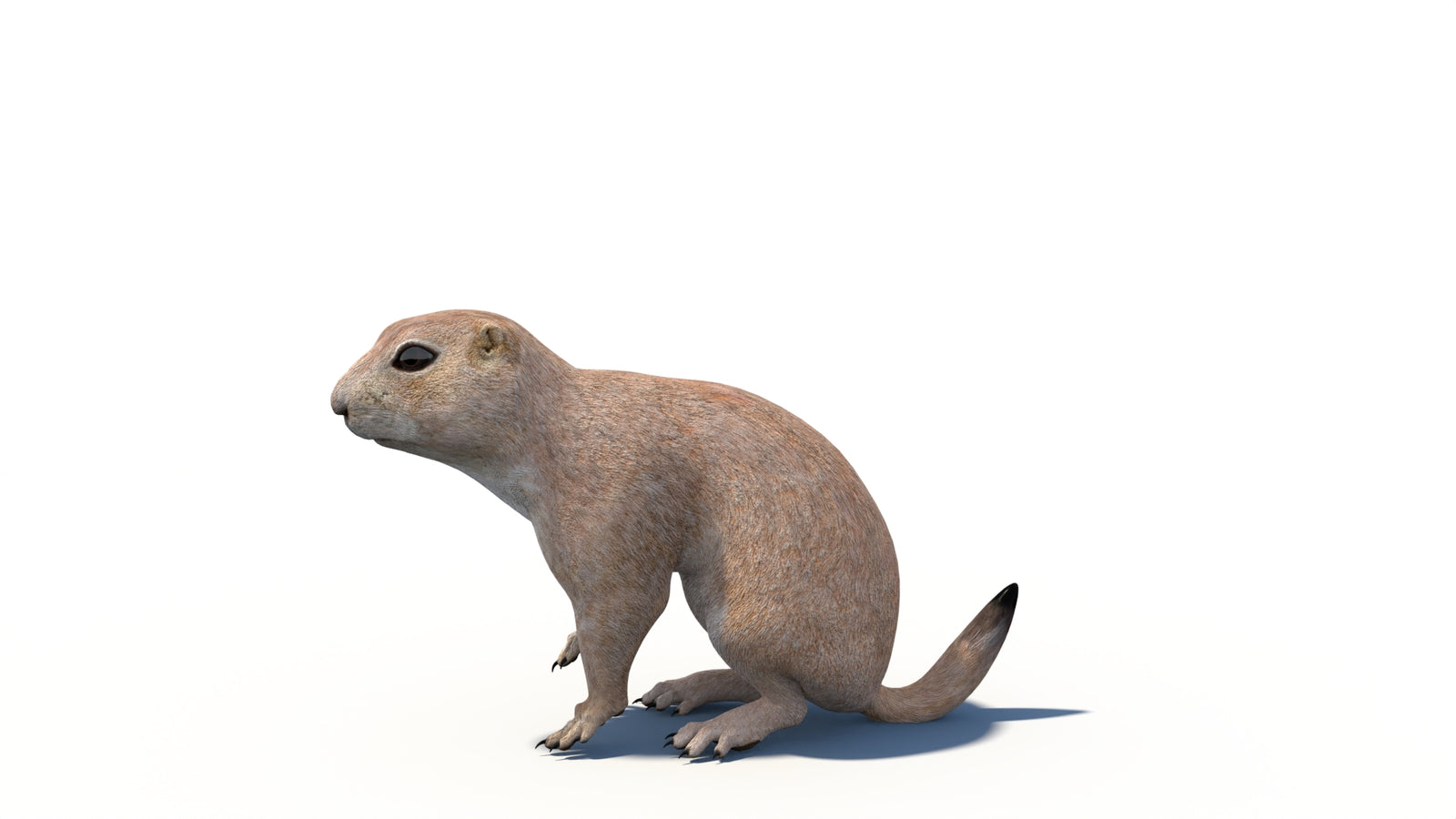 Animated Prairie Dog 3D Model 360° view 6 frame 17