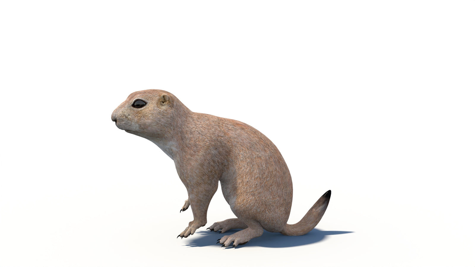 Animated Prairie Dog 3D Model 360° view 6 frame 18