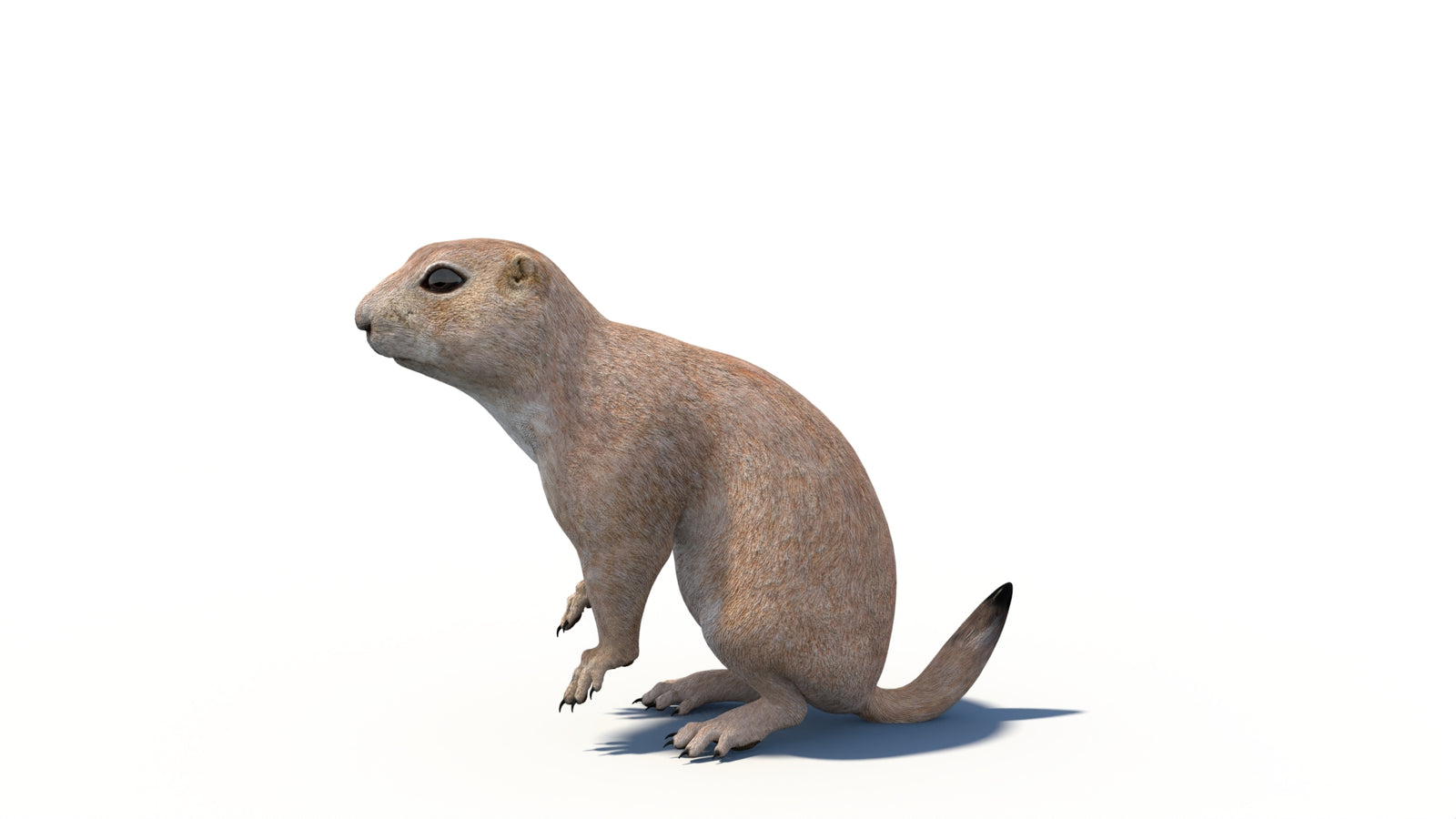 Animated Prairie Dog 3D Model 360° view 6 frame 19